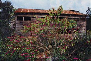 william-eggleston-election-eve-atthe-gagosian-gallery-paris-2011-www.lylybye.blogspot.com_7